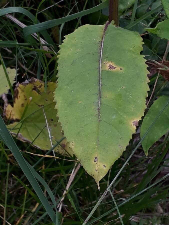 Senecio 16