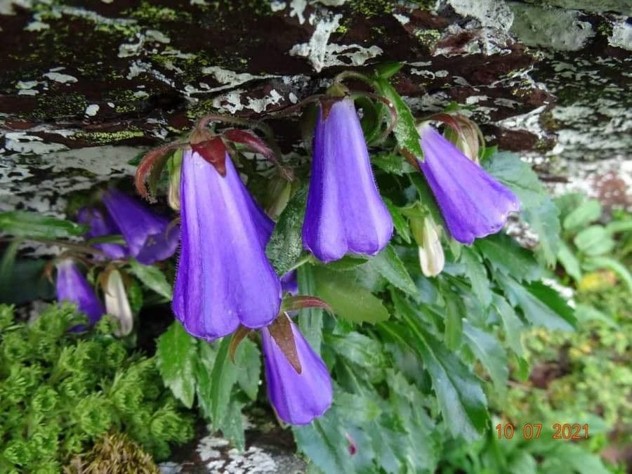 Campanula 3