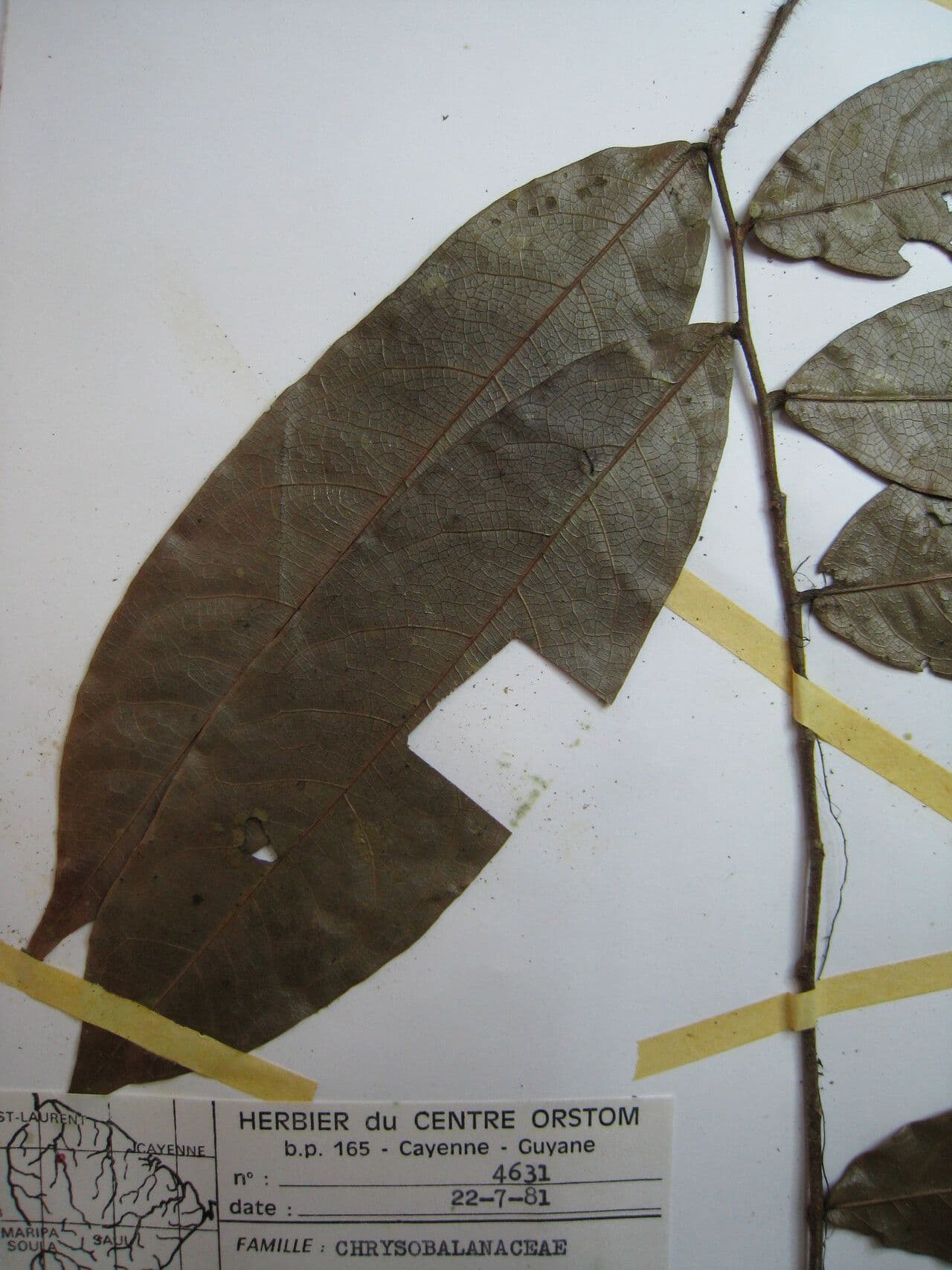 Hirtella 6