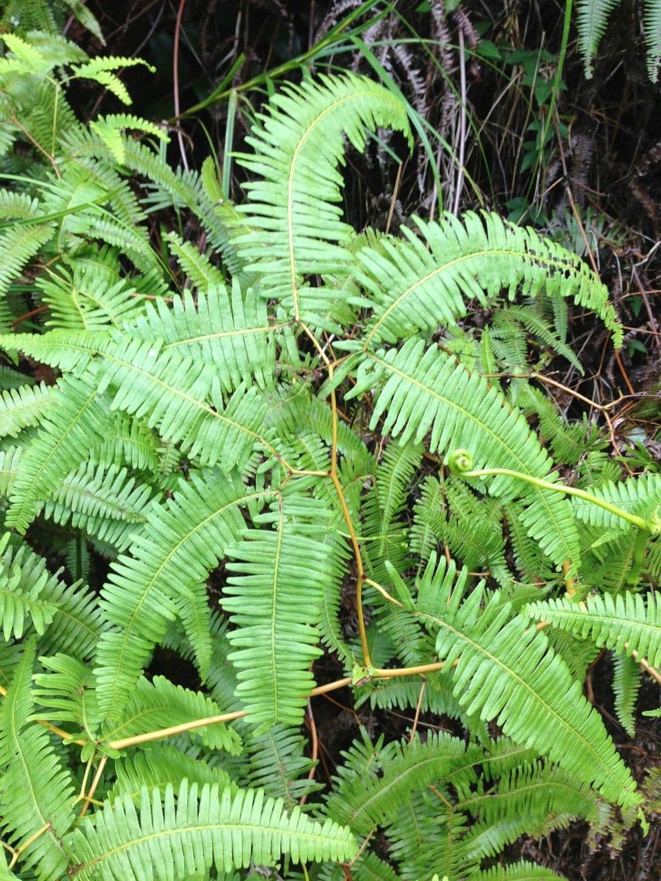 Dicranopteris linearis 4