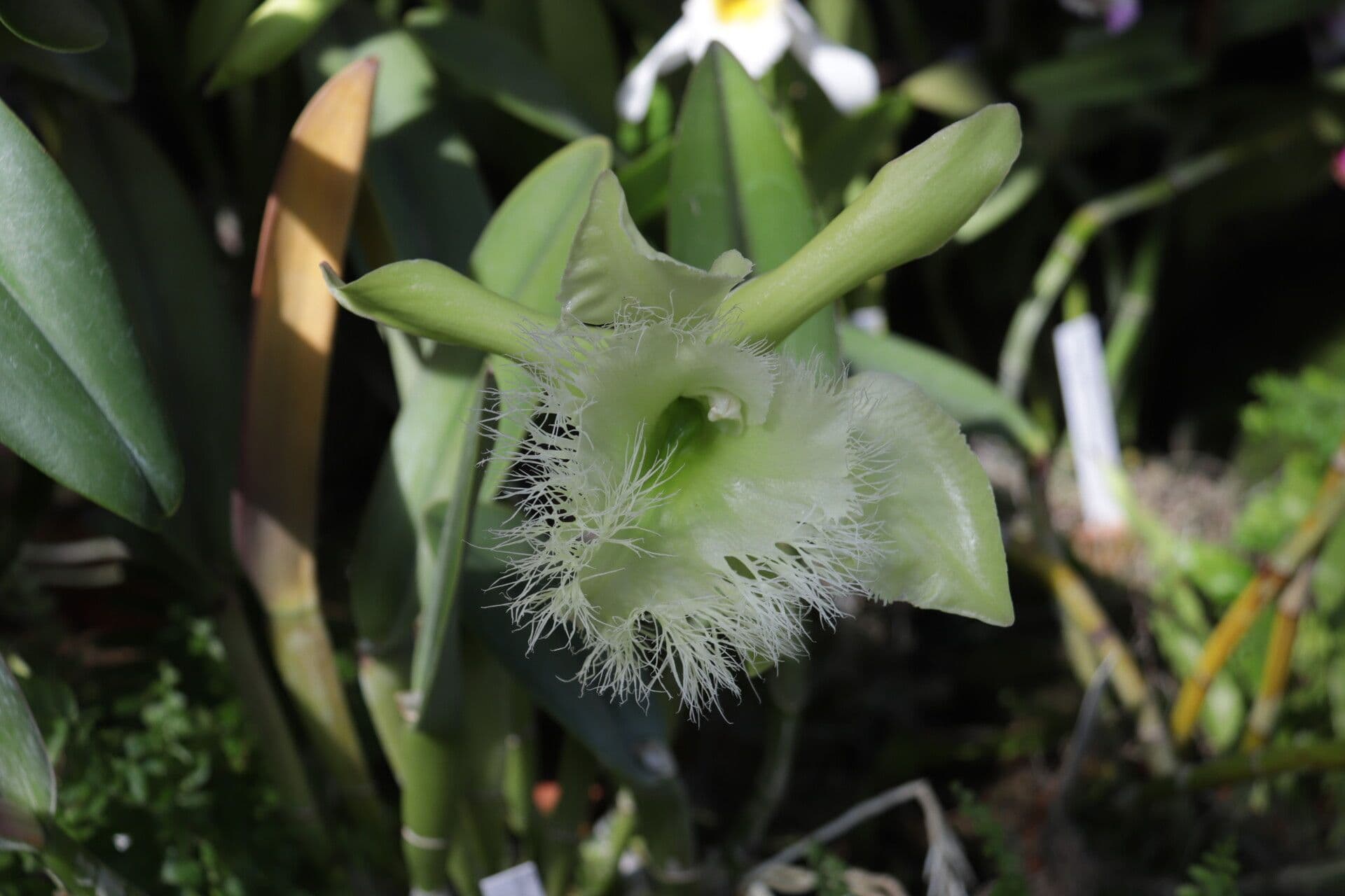 Rhyncholaelia 2