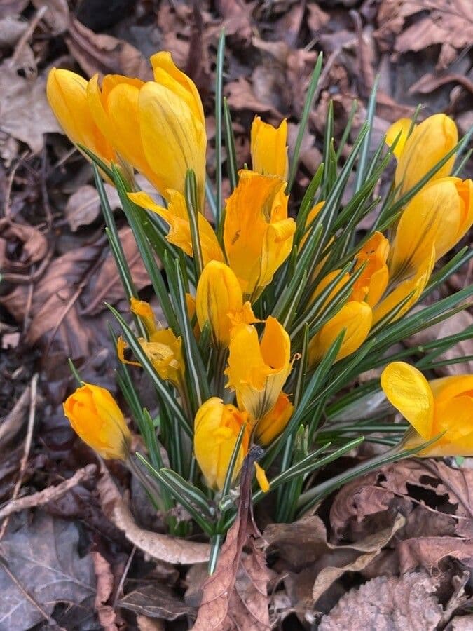 Goldkrokus 8