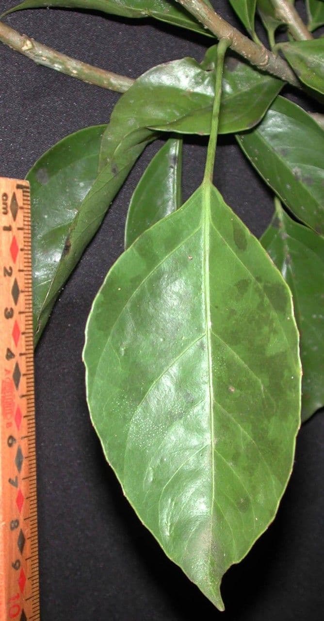 Dendropanax arboreus 13