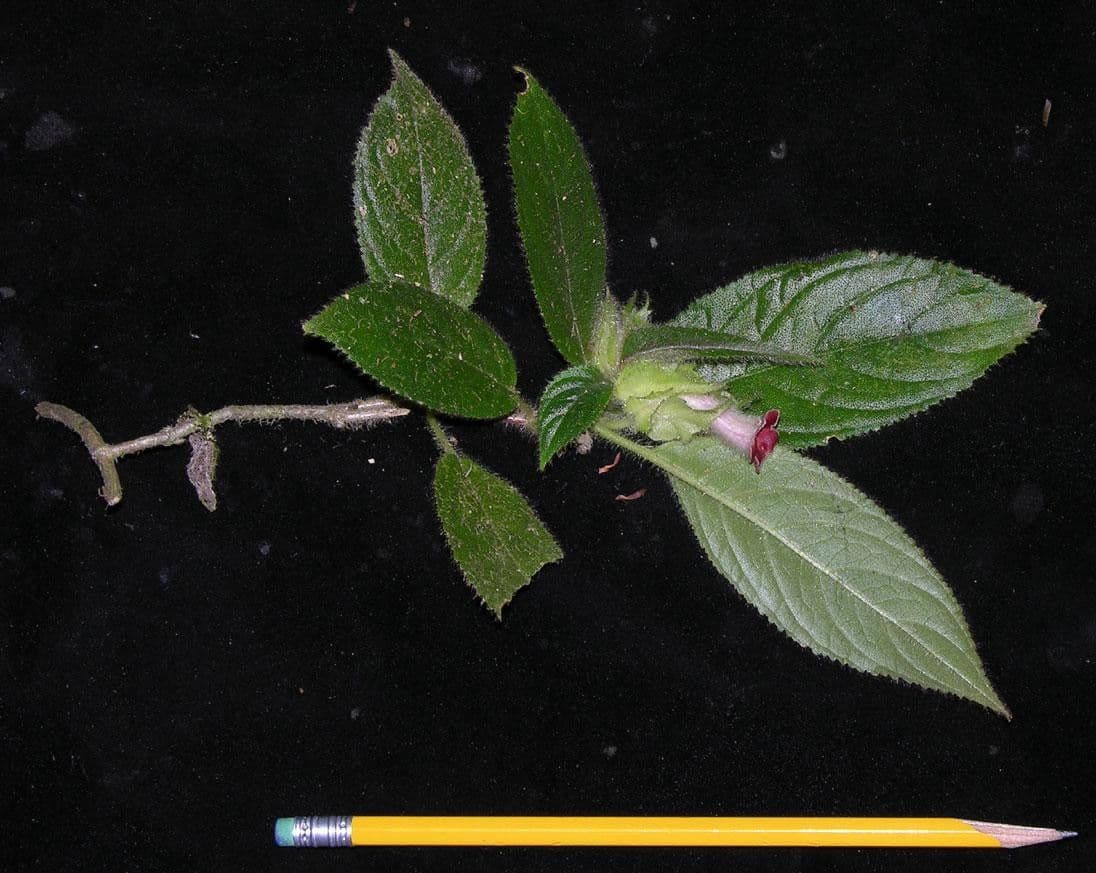 Drymonia pelosa 19