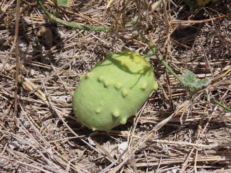 Cetriolo selvatico