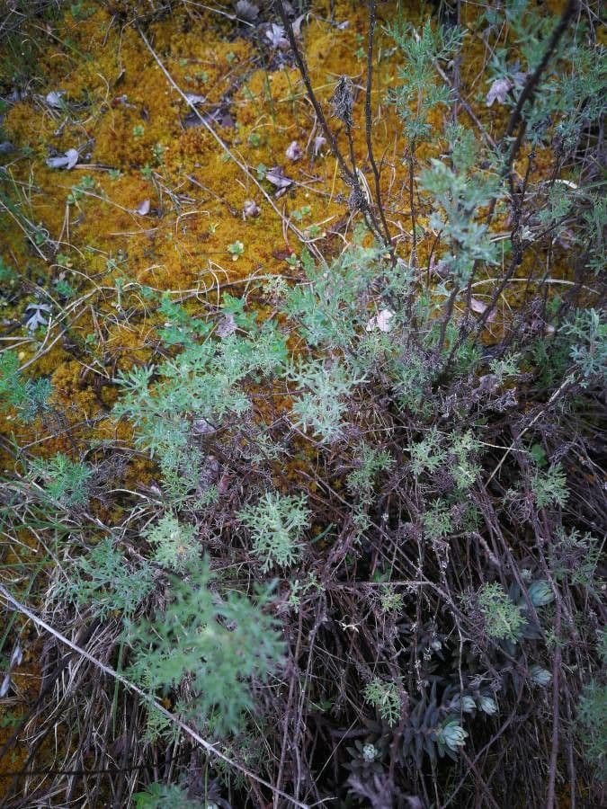 Weiße Artemisia 34