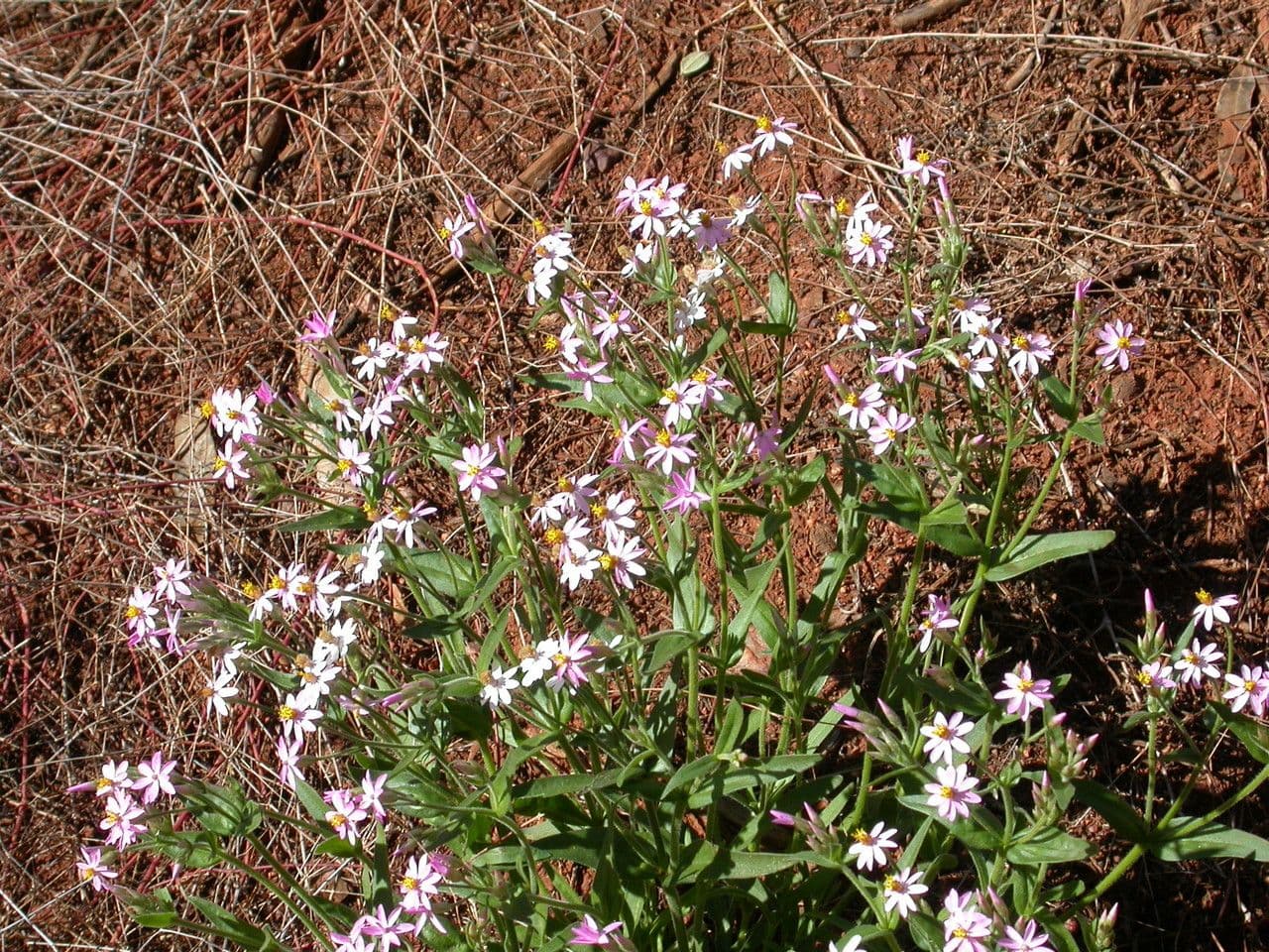 Schoenia cassiniana