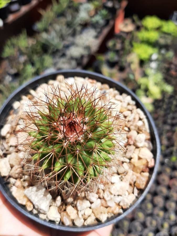 Cactus coussin de Backeberg 8