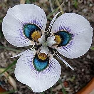 Moraea villosa