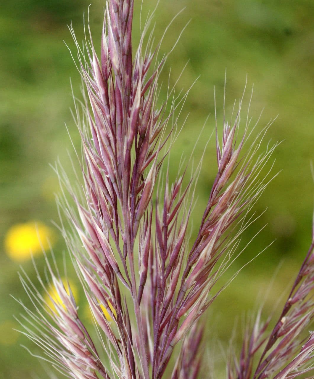 Festuca ligure 6