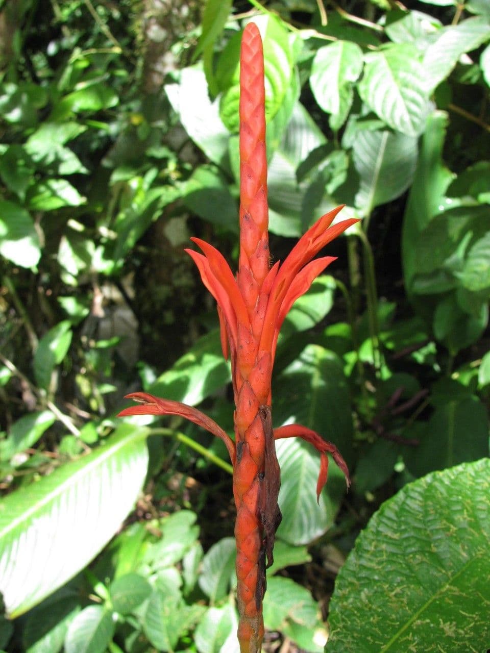 Aphelandra 7