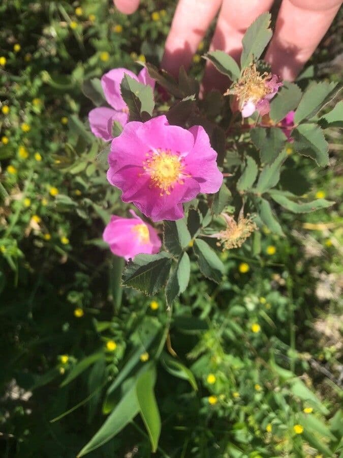 Woods-Rose 6