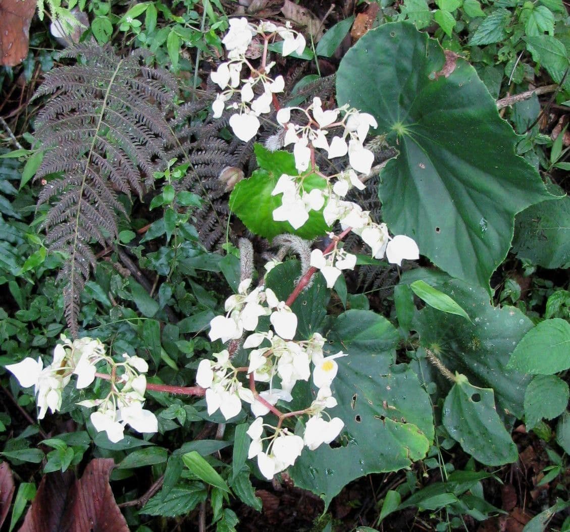 Begonia 9