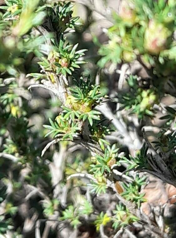 Margyrícarpus 9