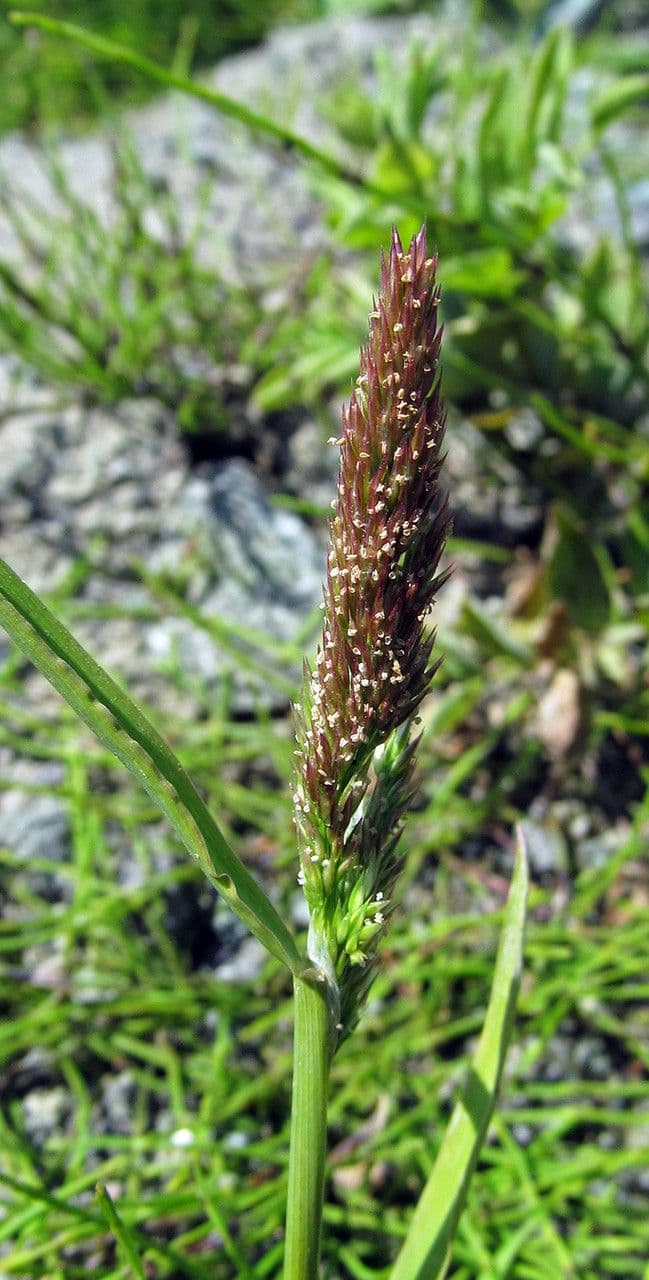 Agrostis exarata 3