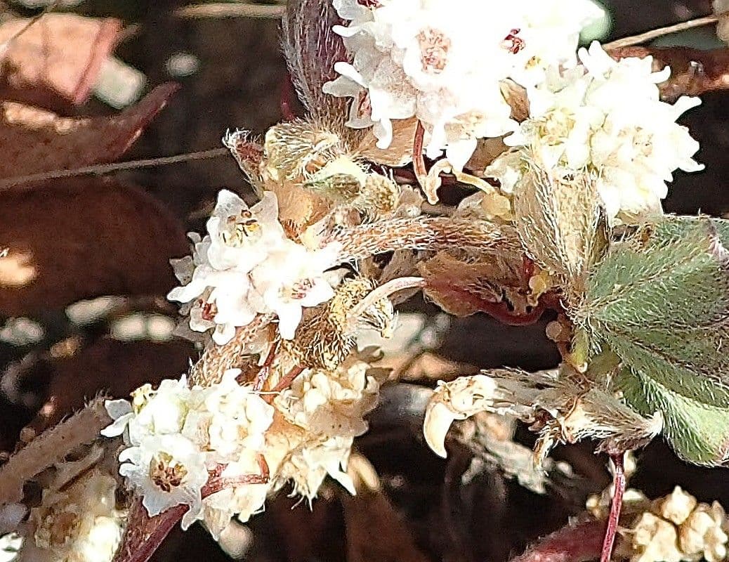 Cuscuta 3