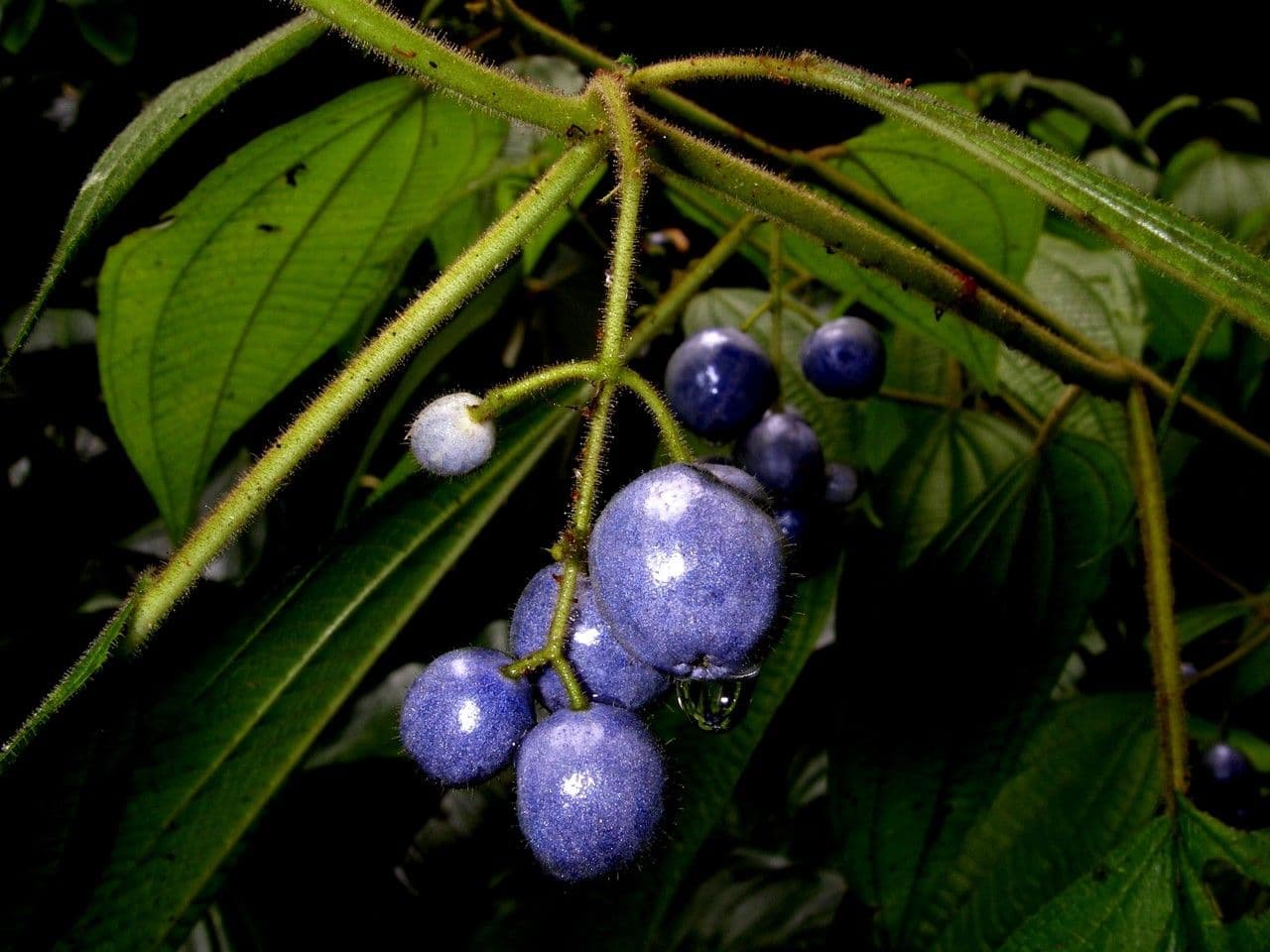 Miconia 2