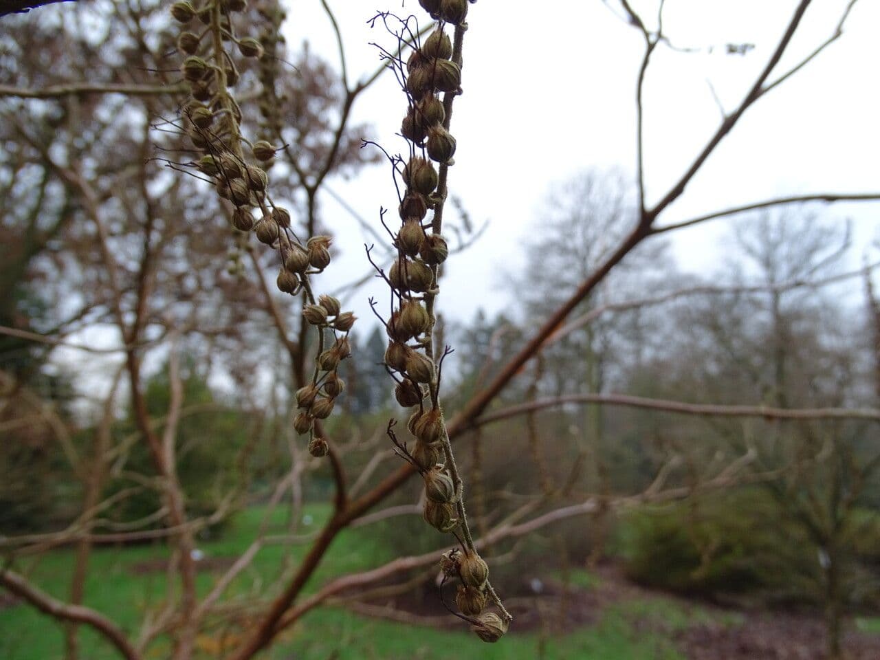 Clethra
