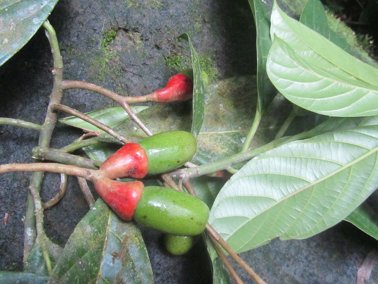 Ocotea 4