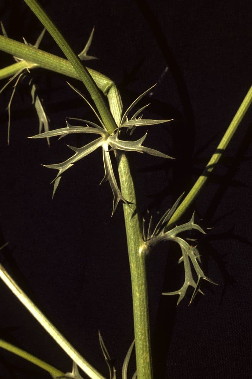 Eryngium eterofillo 12