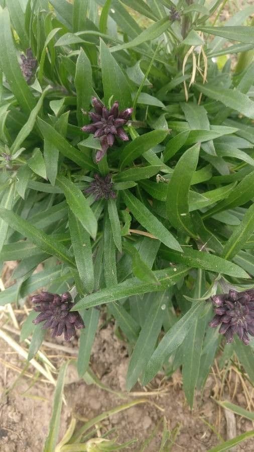 Erysimum 13