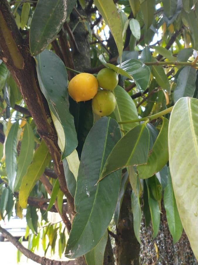 Garcinia 5