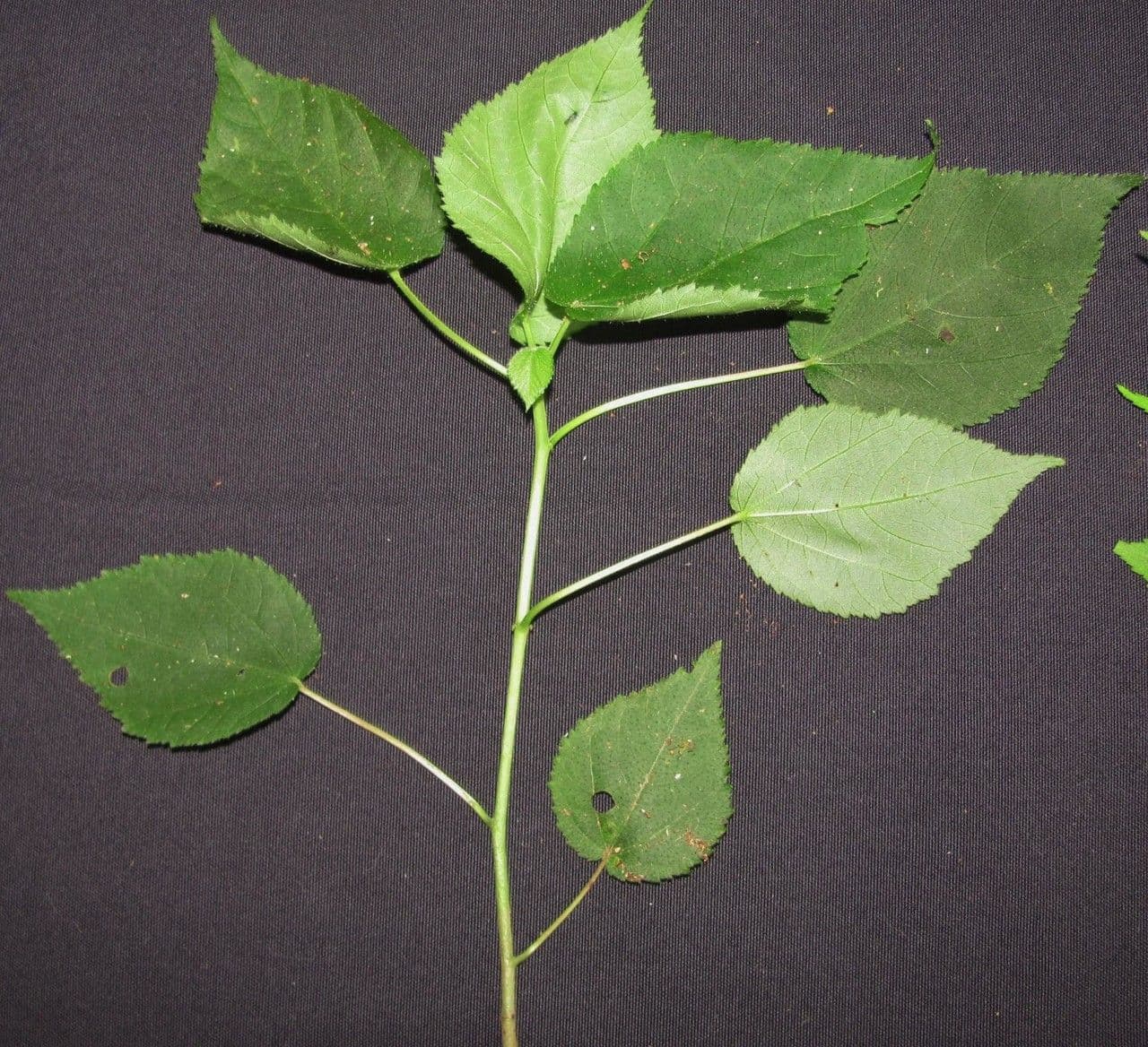 Heliocarpus 19