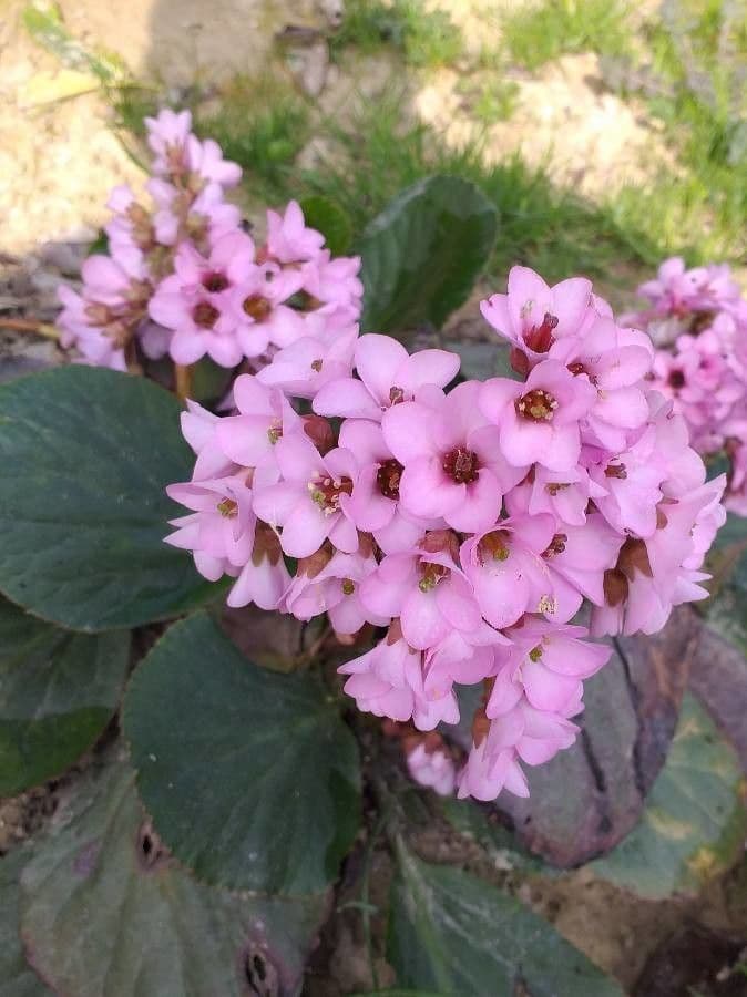 Bergenia cordifolia 10