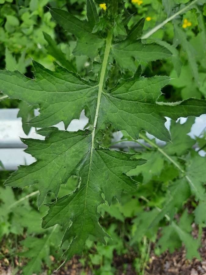 Weg-Distel 19