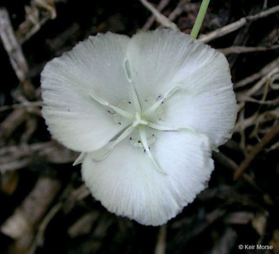 Calochortus 5