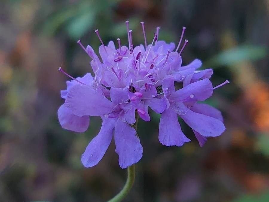 Vedovina cinerea 6