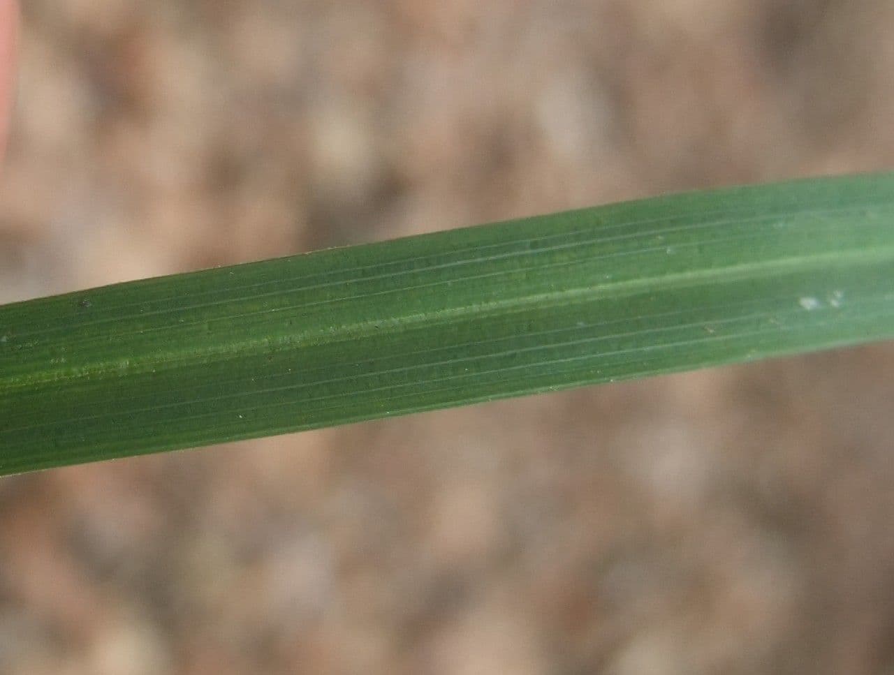 Carice digitata 19