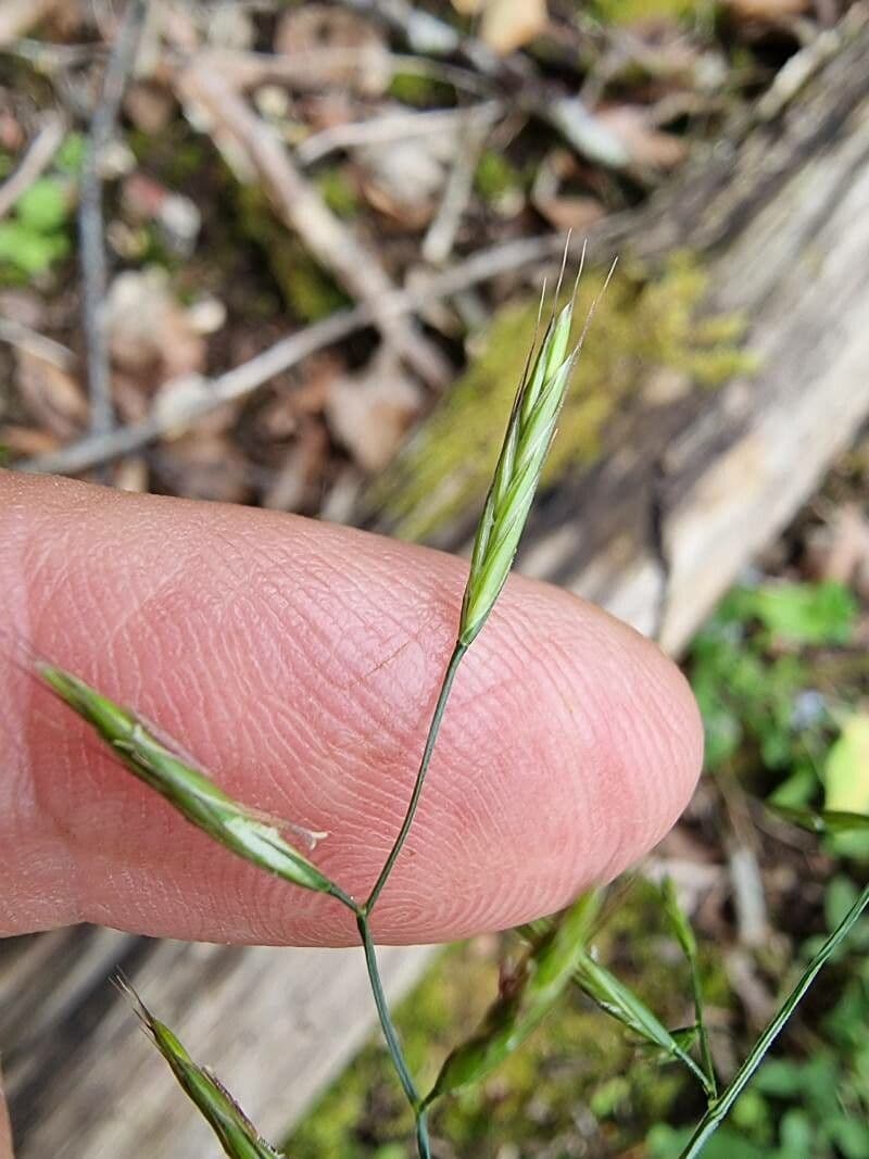 Festuca de hoja variable 8
