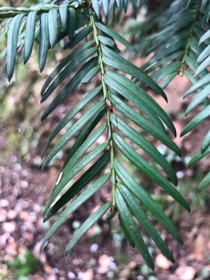 Torreya della California 20