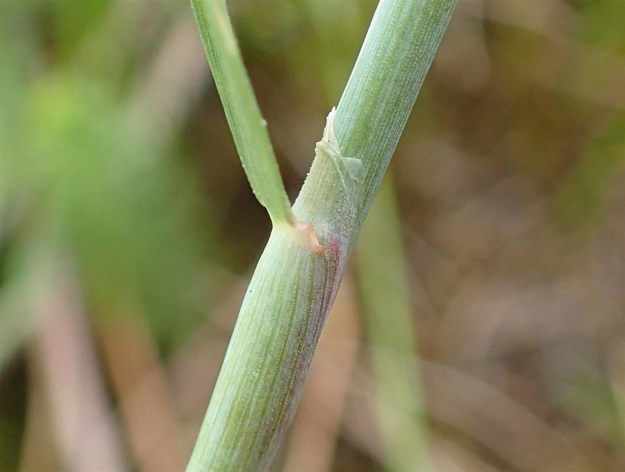 Marsh foxtail 22