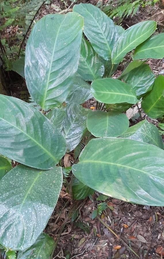 Ctenanthe 2