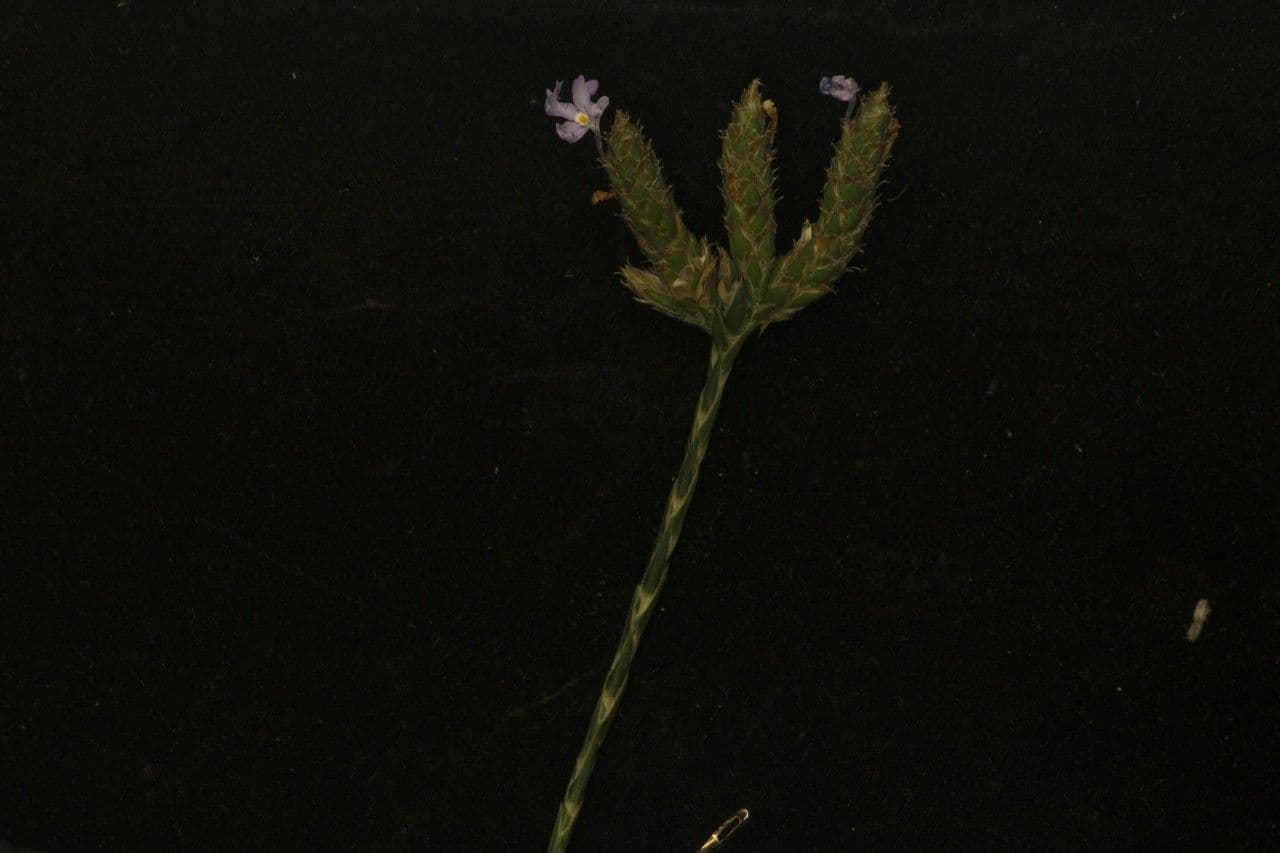 Scaglia viola 12