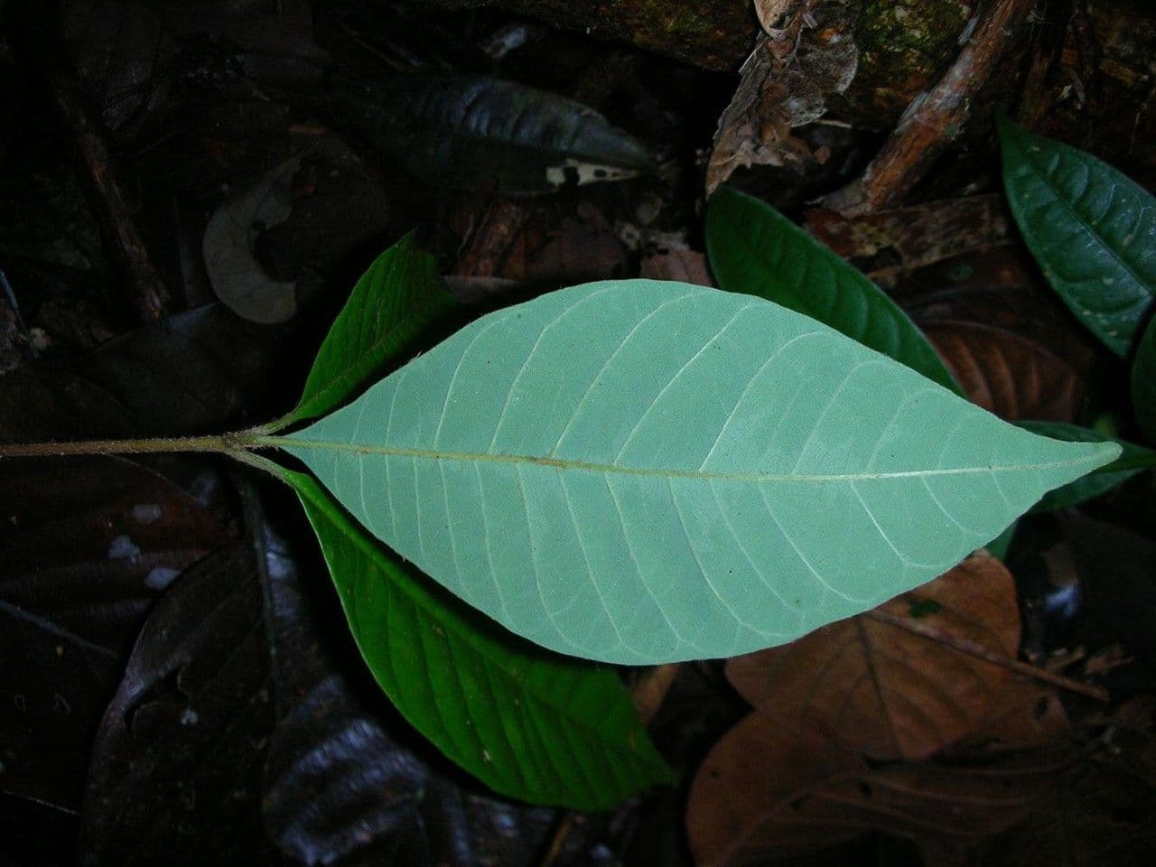 Pouteria bracteada 3