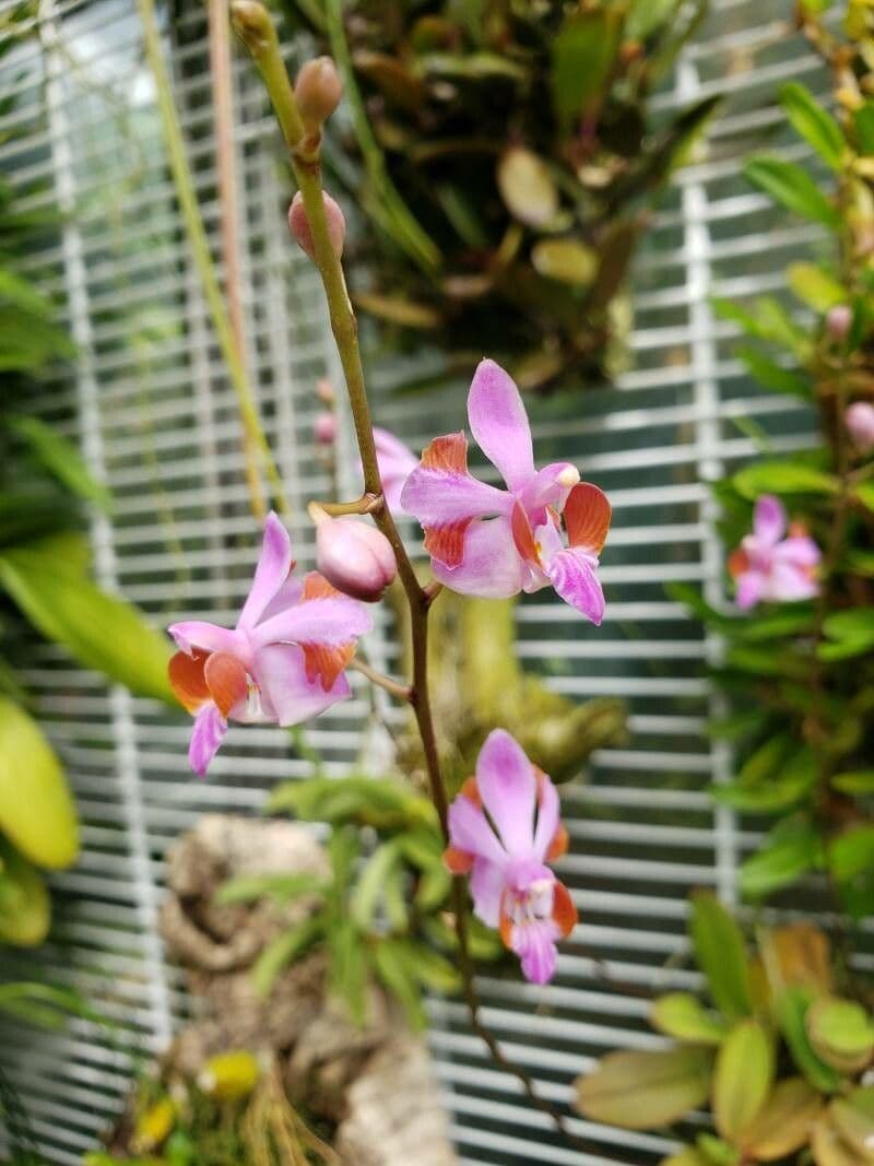 Phalaenopsis 4