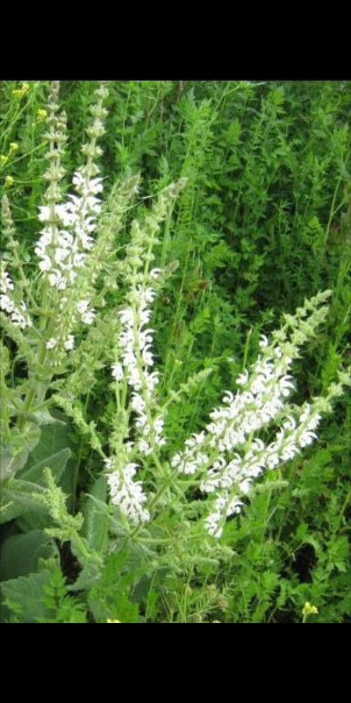 Salvia argentea 3
