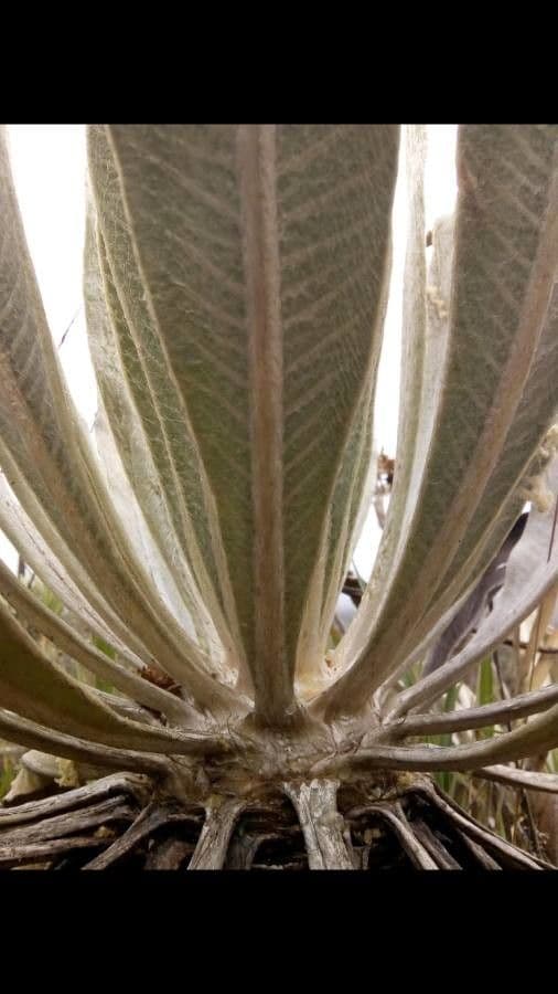 Frailejón 10