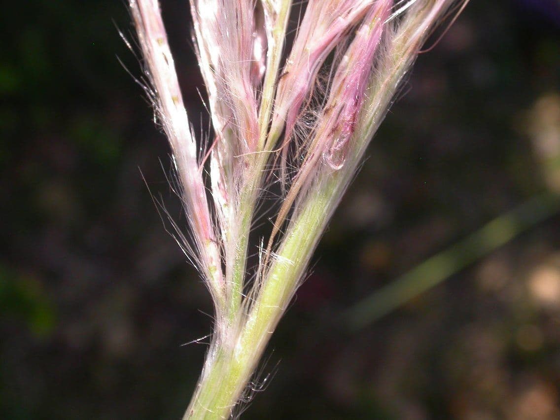 Canna 8