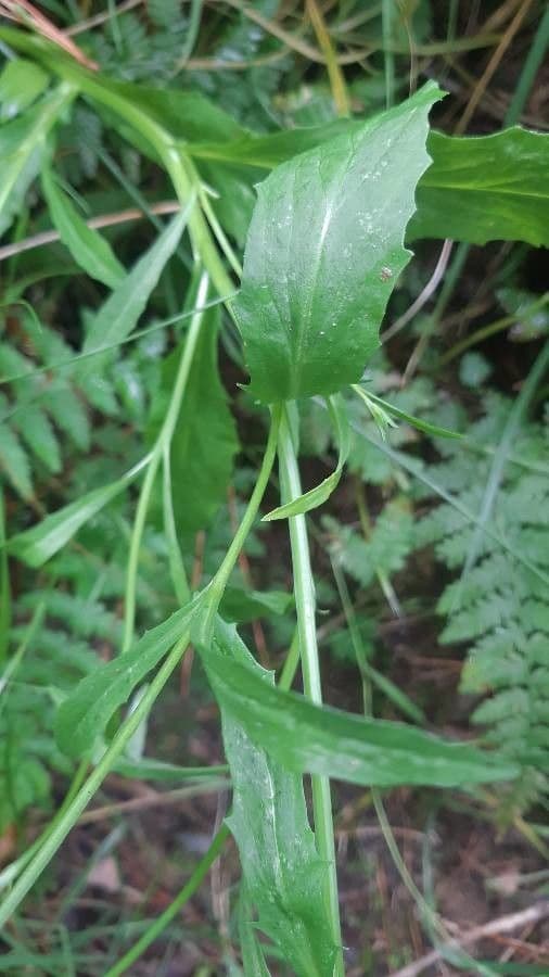 Lobelia urens 13