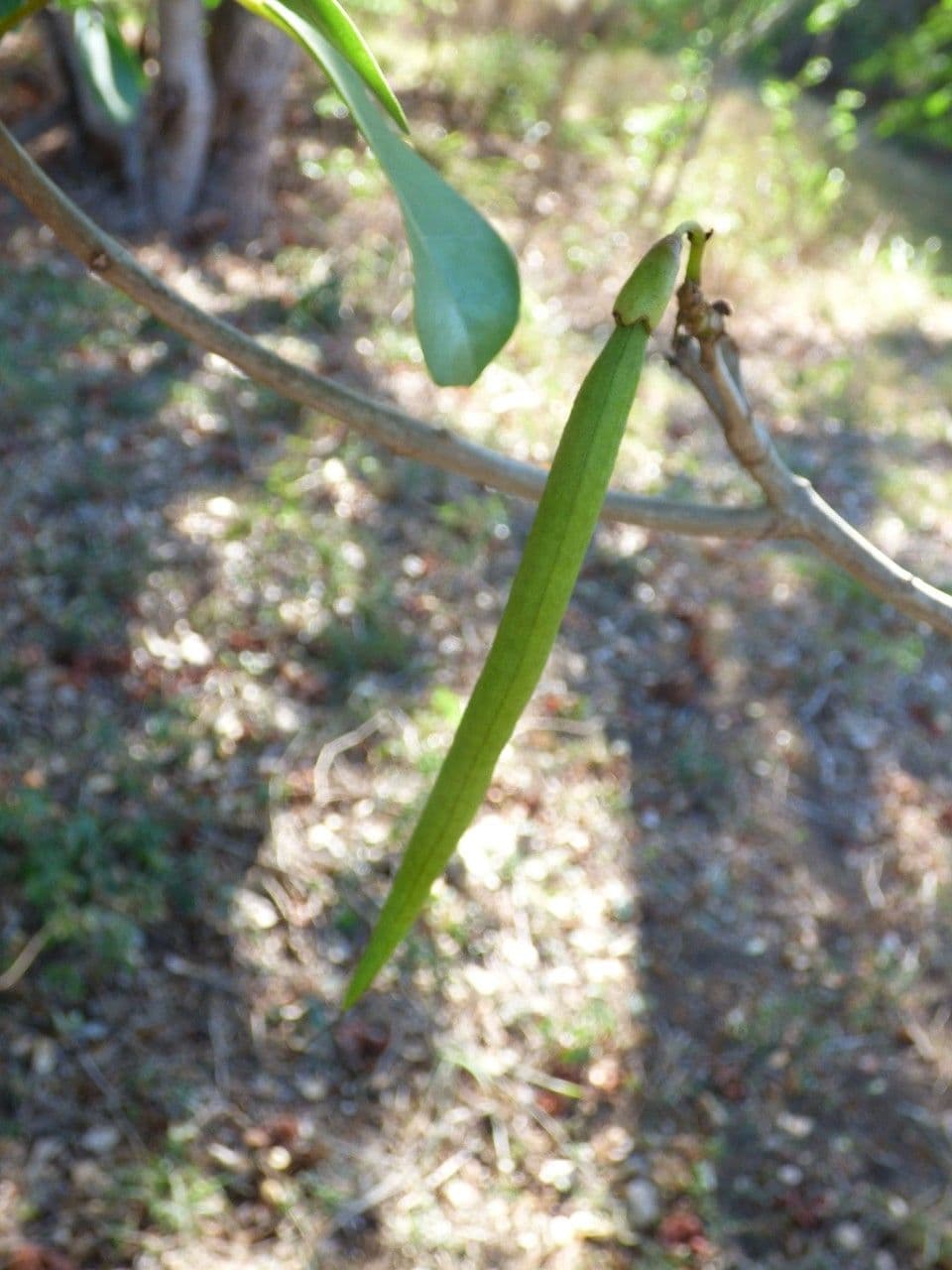 Roble blanco