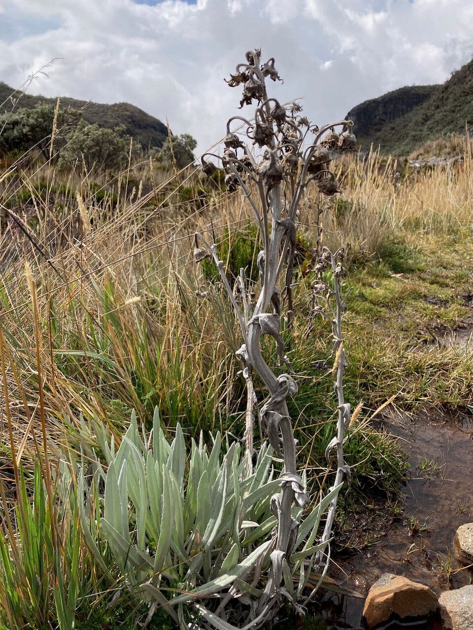 Senecio 16