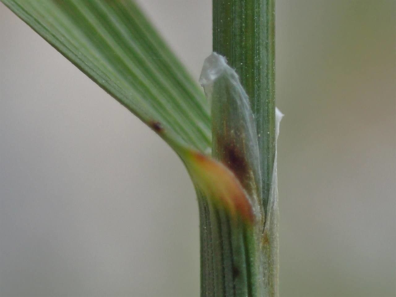 Espiguilla 23