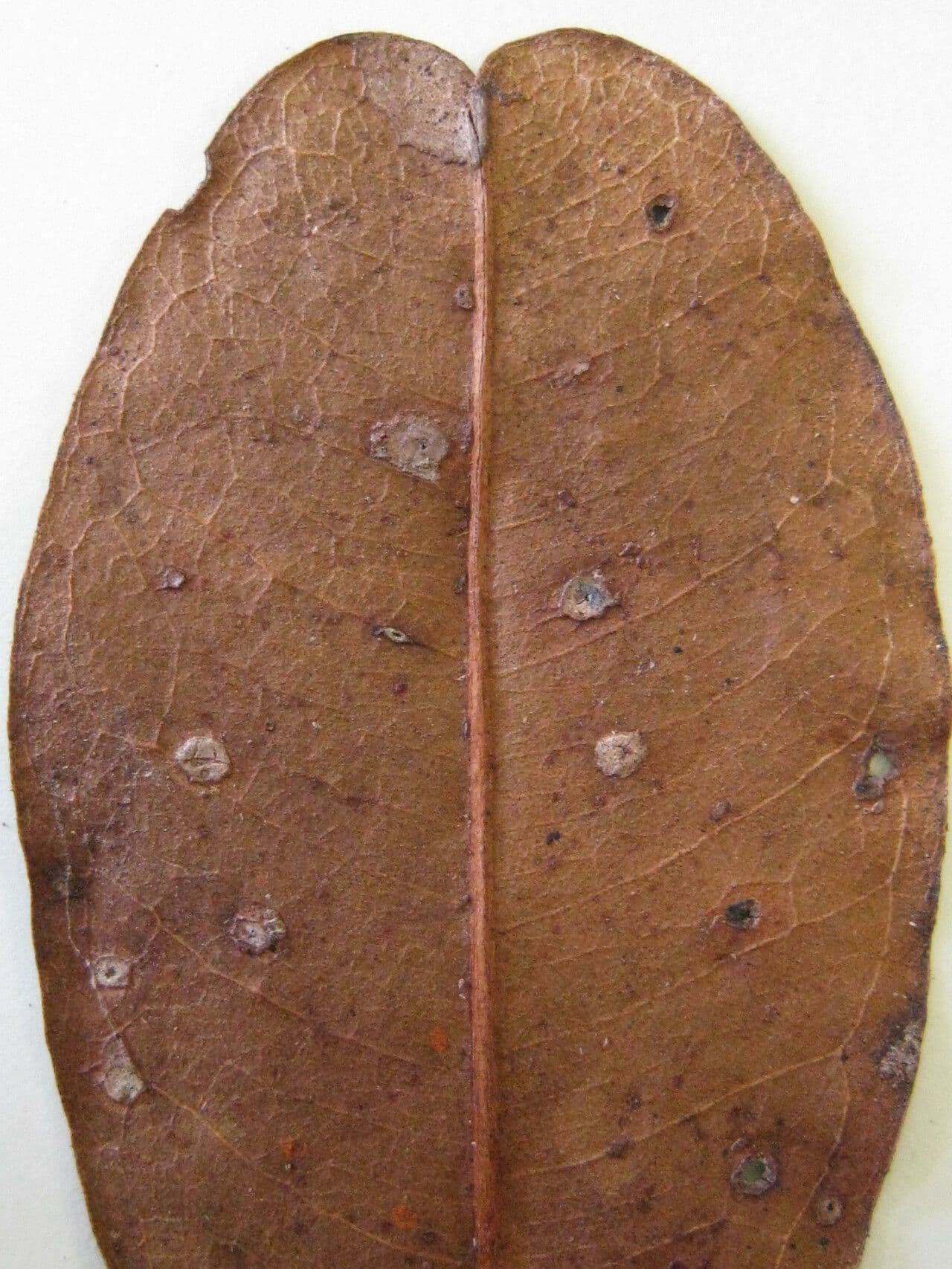 Eriotheca globosa 9
