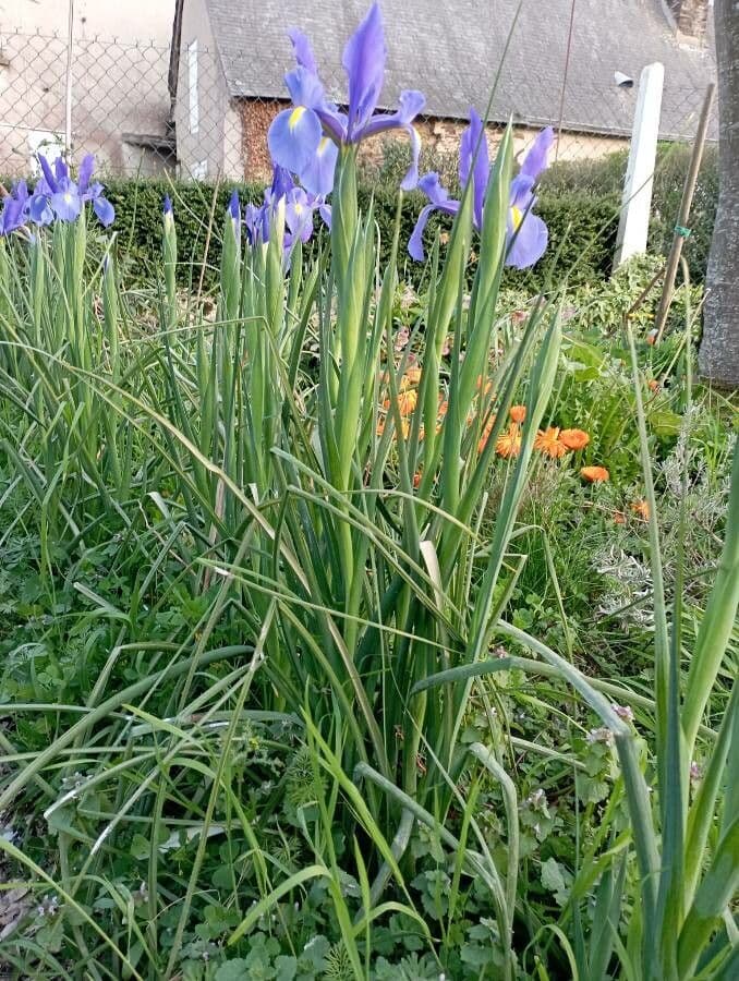 Iris xiphium 11