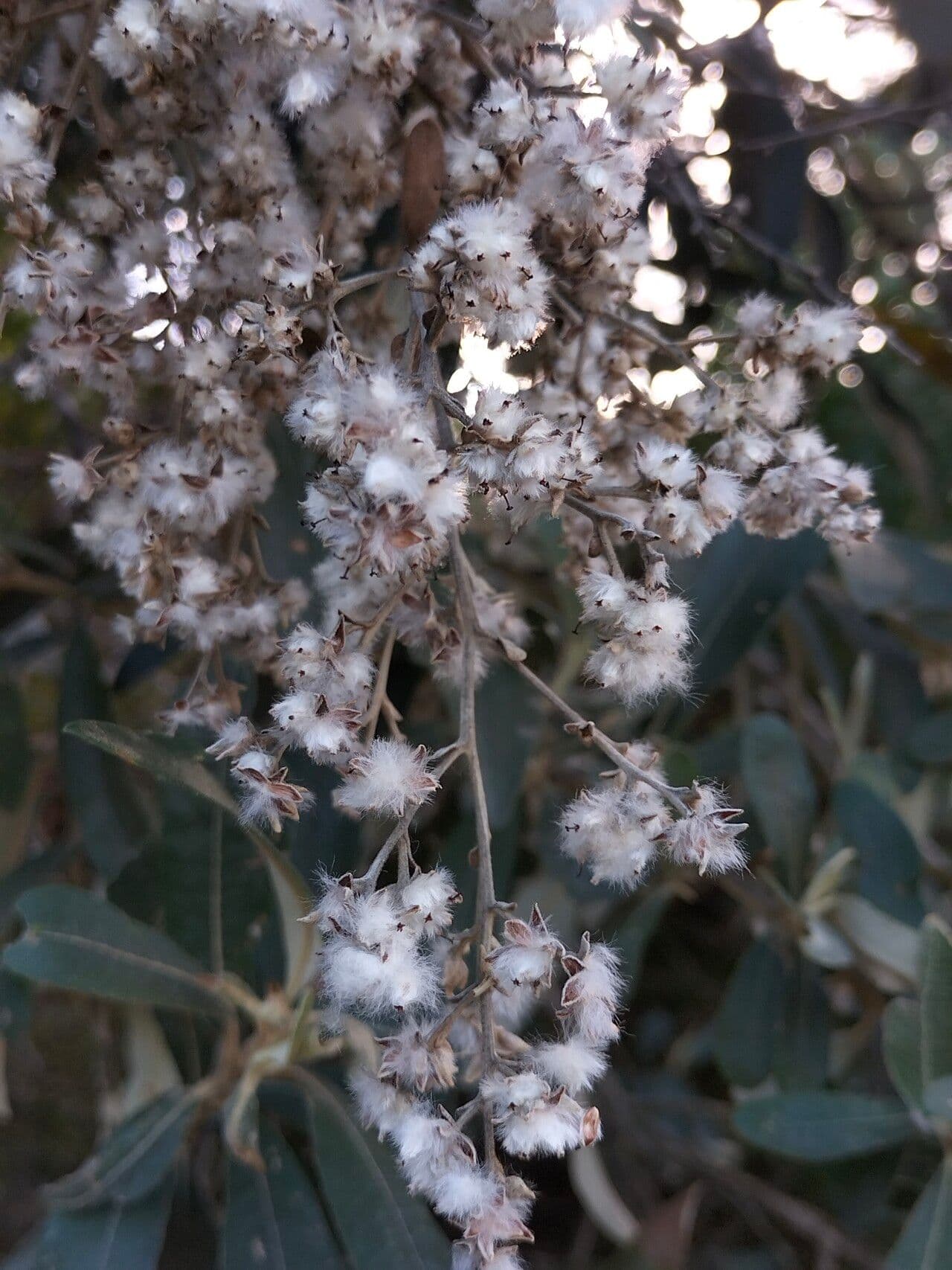 Kampherbaum