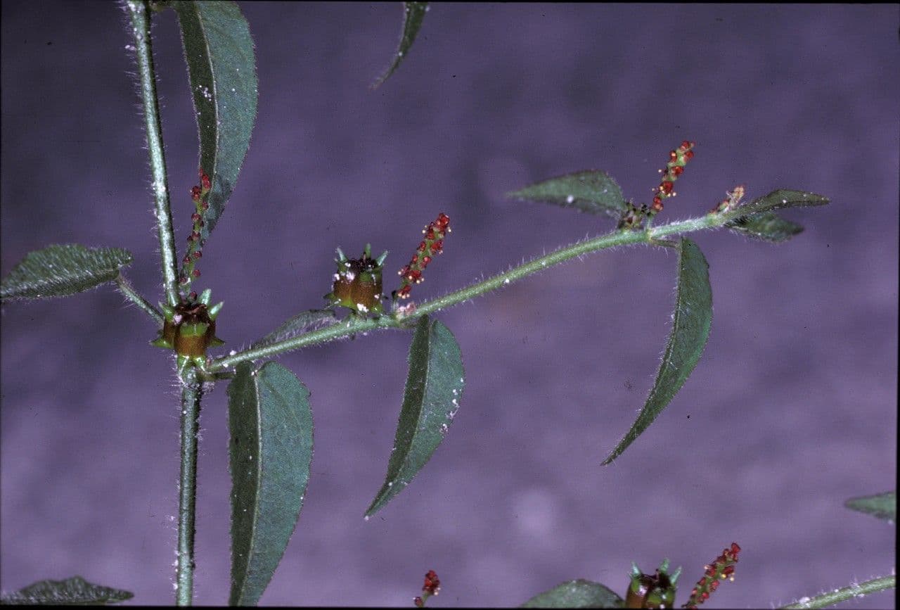 Microstachys corniculata 4